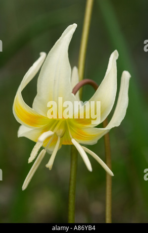 Cream Fawn Lily (Erythronium citrinum) Illinois River valley, Southern Oregon, Siskiyou Mountains MAY Stock Photo