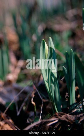 Wild woodland daffodils in bud Suffolk England Stock Photo