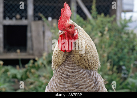 Portrait of a rooster in Chaitén Patagonia Chile Stock Photo