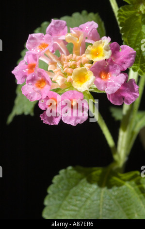 Lantana Camara flower Stock Photo