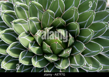 Cactus, close-up Stock Photo