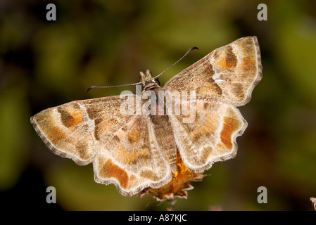 Arizona Powdered Skipper Systasea zampa San Carlos Sonora Mexico 30 January Hesperiidae Pyrginae Stock Photo