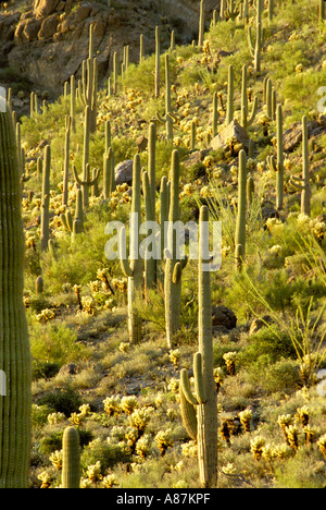 Saguaro cactus forest in Sonoran Desert Stock Photo - Alamy
