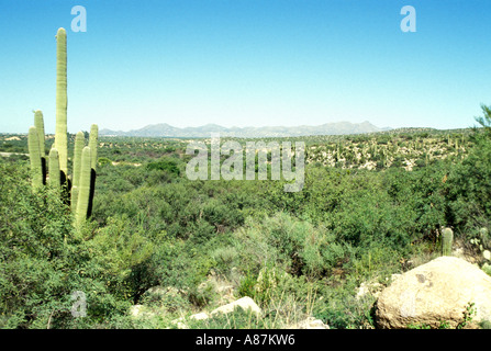 Saguaro and Palo Verde desert scrub Stock Photo