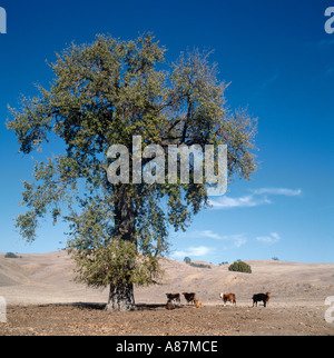 Cattle in the shade of a tree on a ranch in Central California, USA Stock Photo