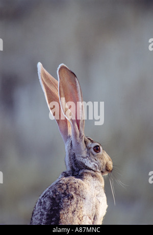 Antelope Jack Rabbit Lepus alleni Tucson Arizona USA Adult Leporidae Stock Photo