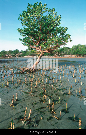 Coastal mangroves with aerial roots pneumatophores Near Tanga Tanzania Stock Photo