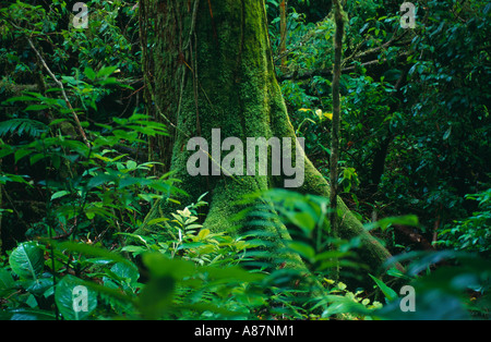 mossy tree roots Tropical rainforest nr La Fortuna Zona Norte Costa Rica Stock Photo