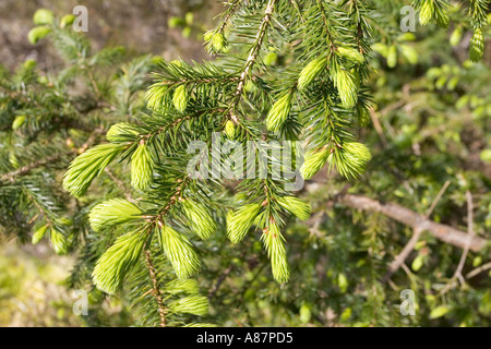 New growth on young pines Isle of Skye Scotland Stock Photo - Alamy