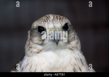 Closeup of Saker falcon Falco cherrug Bird of Prey Centre Kielderwater Northumberland UK Stock Photo
