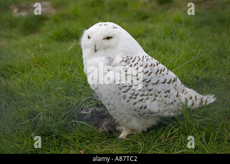 Snowy owl Nyctea scandiaca Highland Wildlife Park Kincraig Kingussie Inverness shire Scotland Stock Photo