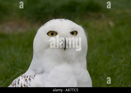 Snowy owl Nyctea scandiaca Highland Wildlife Park Kincraig Kingussie Inverness shire Scotland Stock Photo