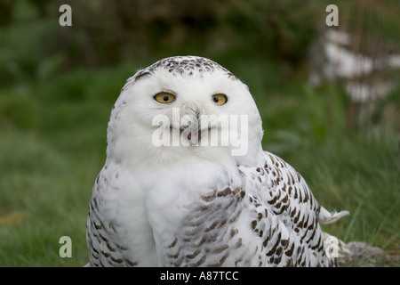 Head of Snowy owl Nyctea scandiaca Highland Wildlife Park Kincraig Kingussie Inverness shire Scotland Stock Photo