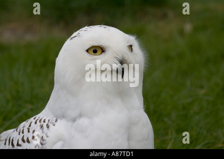 Head of Snowy owl Nyctea scandiaca Highland Wildlife Park Kincraig Kingussie Inverness shire Scotland Stock Photo