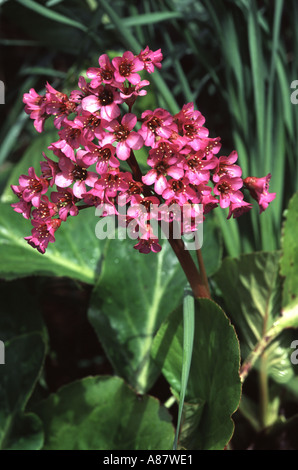 An unknown variety of Bergenia, Stock Photo