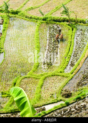 rice fields and terraces at titagganga bali indonesia Stock Photo