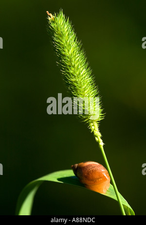 Brown snail on green timothy grass leaf , Finland