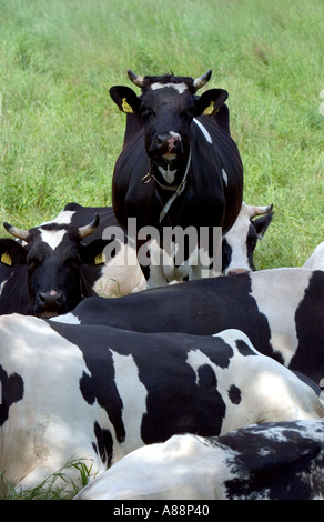 Friesian holstein dairy cow lying on green grass Stock Photo - Alamy