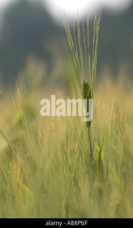 Single barley (Hordeum vulgare) ear , Finland Stock Photo