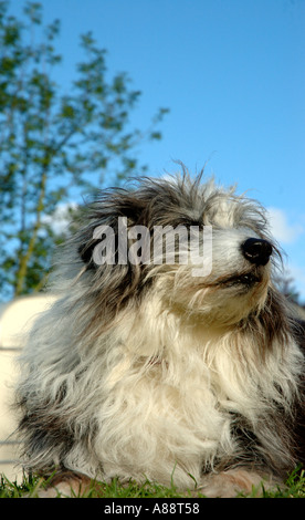 Sheep dog laying down in the sun Stock Photo