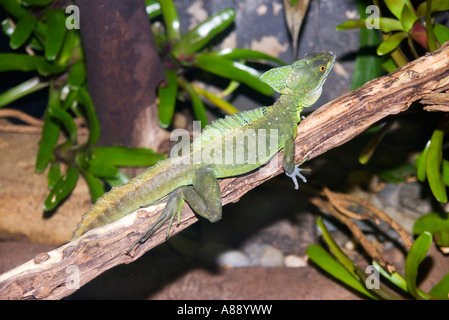 Basilisk Lizard on branch Stock Photo