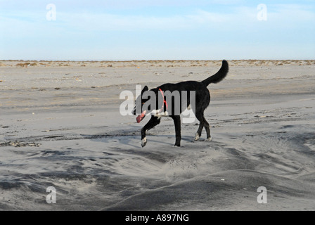 Black dog walking on a beach Stock Photo
