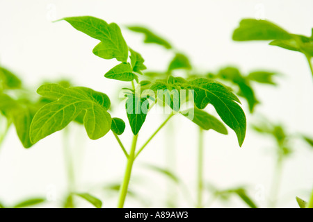 Tomato plants Stock Photo