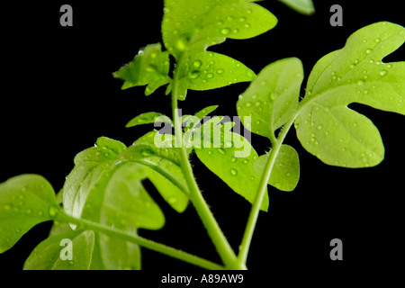 Tomato plants Stock Photo
