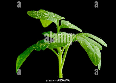 Tomato plants Stock Photo