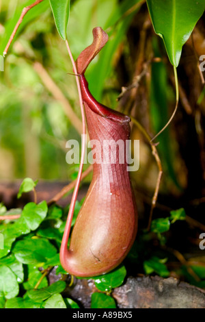 Nepenthes Stock Photo