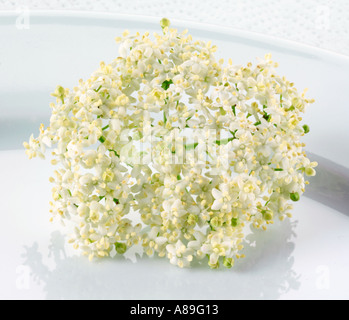 ELDERFLOWER Stock Photo