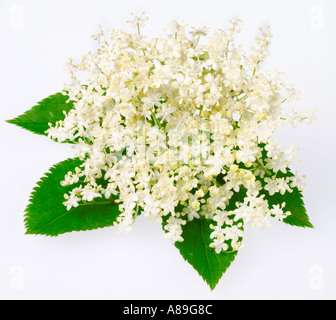 ELDERFLOWER BLOSSOM Stock Photo