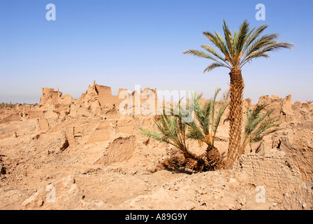 Date palm tree growes on ruins of ancient city of Garamantes Garama Libya Stock Photo
