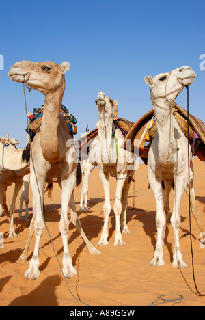 Three standing camels look in different directions Mandara Libya Stock Photo