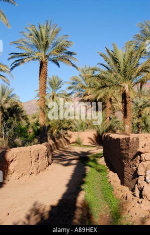 Irrigation at oasis with date palm trees Phoenix dactylifera Vallee du Draa Morocco Stock Photo