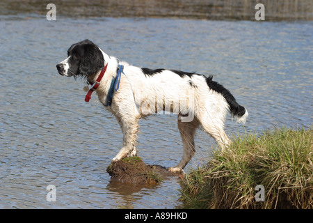 English Springer Spaniel dog standing by the edge of a pond Stock Photo