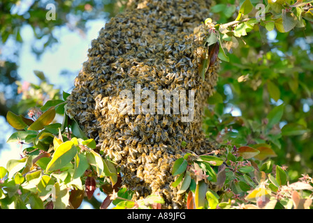 Bee swarm has settled on the branch of hybrid apple tree Stock Photo