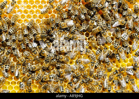 Apis melifera ssp carnica bees agglomerate on freshly contructed beecomb filled with honey from flowers Stock Photo