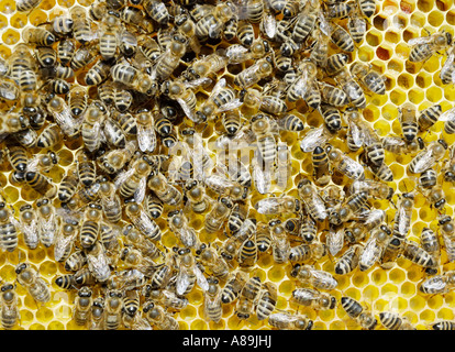 Apis mellifera ssp carnica bees industriously work on freshly contructed beecomb filled with honey from flowers Stock Photo