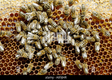 Apis melifera ssp carnica bees agglomerate on freshly contructed beecomb filled with honey from flowers Stock Photo