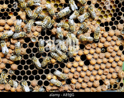 Busy Bees, apis melifera ssp carnica on the closed cells of drone puppae with singulare drones crawling from the cells Stock Photo