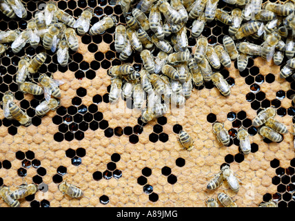 Bees of apis melifera ssp carnica are nursing larvae in honeycomb cells Stock Photo