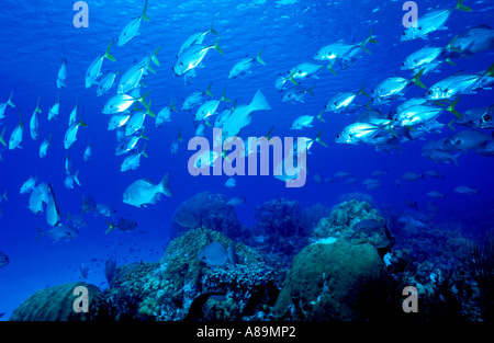 Schooling school fish underwater Stock Photo