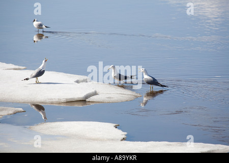 Larus canus, Finland Europe Stock Photo