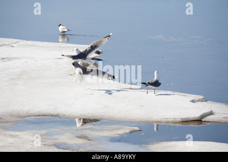 Larus canus, Finland Europe Stock Photo