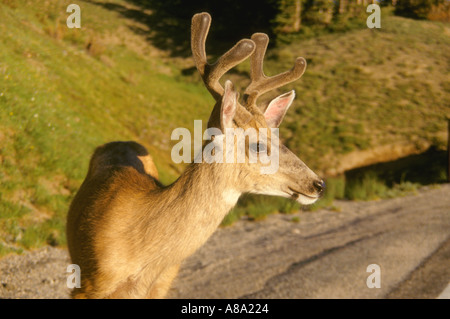 Elk in Colorado Rockies Stock Photo
