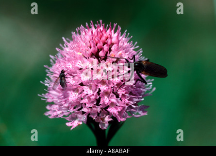 Wild round-headed orchid Traunsteinera globosa with bugs growing in the upper Bavarian Alps Stock Photo