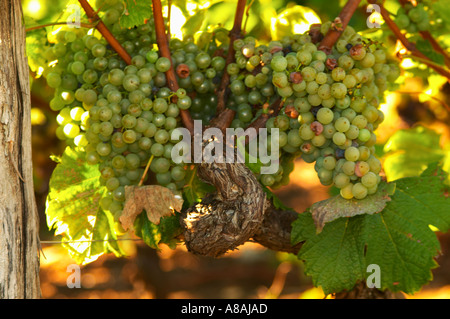 Bunches of Semillon grapes that are far from ready to pick on an old vine - Chateau Haut Bergeron, Sauternes, Bordeaux Stock Photo