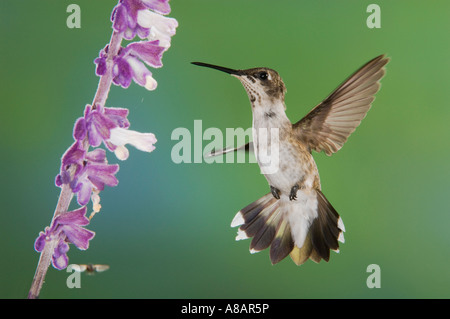 Black-chinned Hummingbird Archilochus alexandri immature male feeding on Mexican Bush Sage Salvia leucantha Tucson Arizona Stock Photo