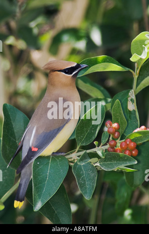 Cedar Waxwing Bombycilla cedrorum adult South Padre Island Texas USA May 2005 Stock Photo